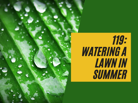 119: Watering a lawn in summer