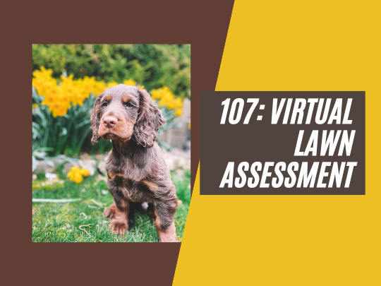 107: Virtual lawn assessment