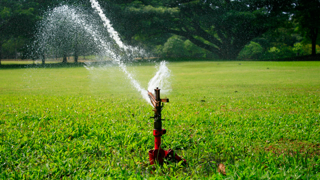Do you water your lawn in the morning or evening?