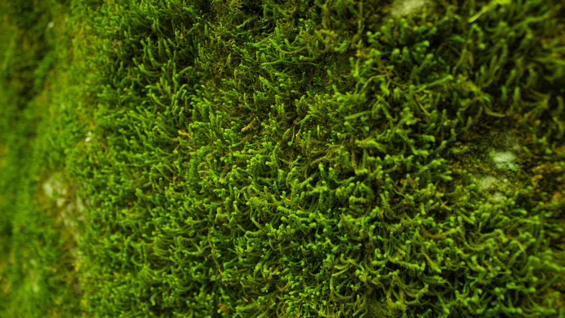 181: The REAL reason moss keeps growing in your lawn