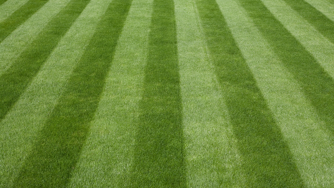 How to go about correctly mowing and cutting your lawn