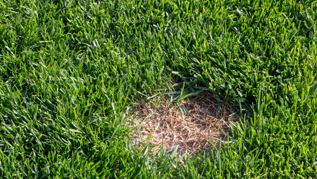 Lawn diseases, the better your lawn the more common lawn diseases will be