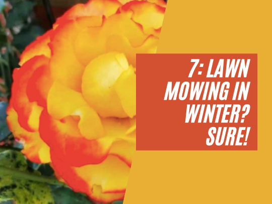 7: Lawn mowing in winter? Sure!